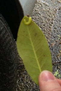 A curled up caterpillar on the end of a leaf.