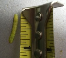 a small green caterpillar, just under one inch long, next to the tip of a measuring tape