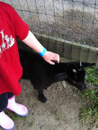My daughter pets a small black goat. It barely comes up to her hip.