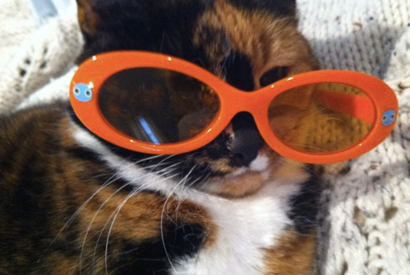 Mulberry wearing the orange glasses my daughter put on her.