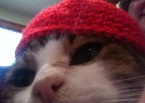 close-up of a grey tabby showing the discharge from his eye.
