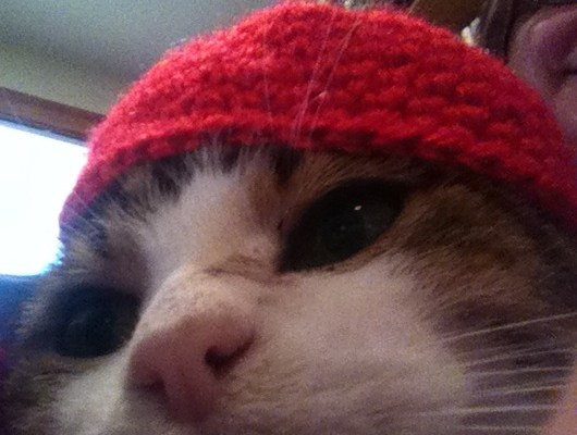 close-up of a grey tabby showing the discharge from his eye.