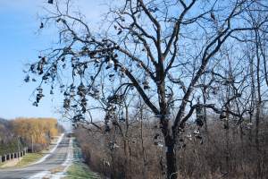 Shoe_Tree_WoodstockILAvanderbosch