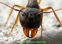 Up close and highly magnified image of an ant's face, showing the mouth, antennae, and front legs as well.