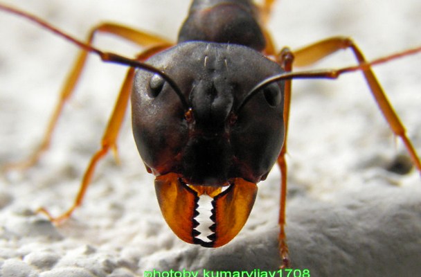 Up close and highly magnified image of an ant's face, showing the mouth, antennae, and front legs as well.