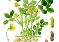 Colored drawing of the roots, stem, and leaves of the peanut plant.