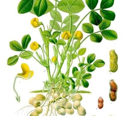 Colored drawing of the roots, stem, and leaves of the peanut plant.