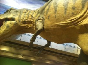 Photo cropped to show the bottom half of the model T.Rex at the Boston Museum of Science. 