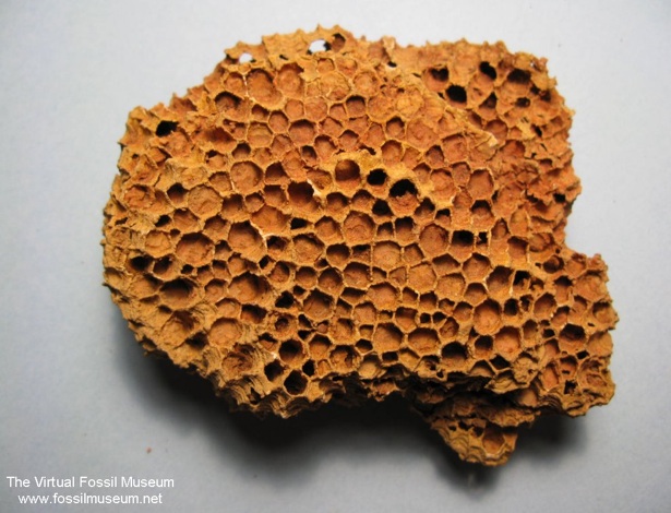 “Can bee hives be preserved as fossils?” | CATERPICKLES