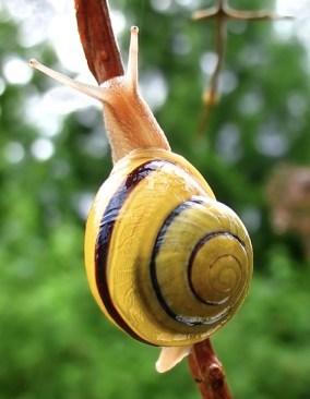 Step away from my boat, buddy. (Photo of a white-lipped snail by Mad Max via Wikipedia)