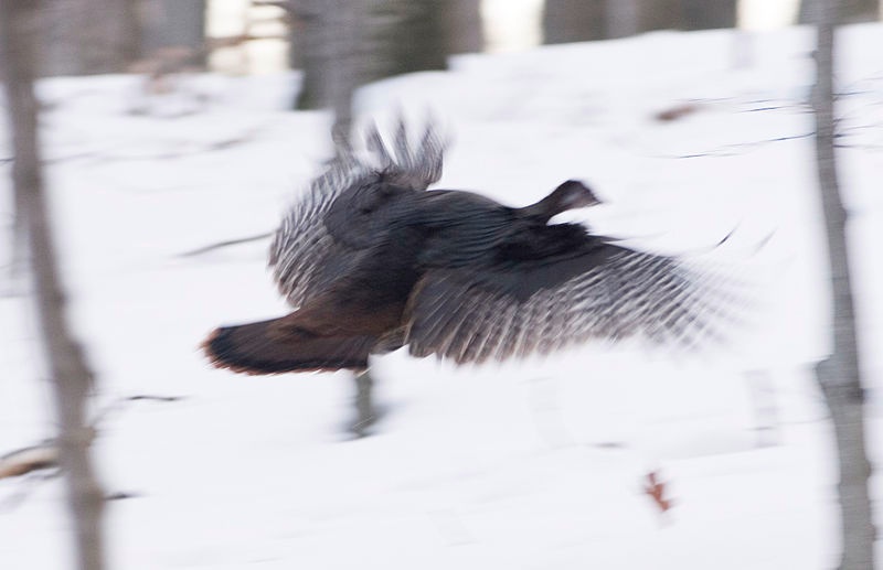Turkey In Flight “Are there European turkeys?” | CATERPICKLES