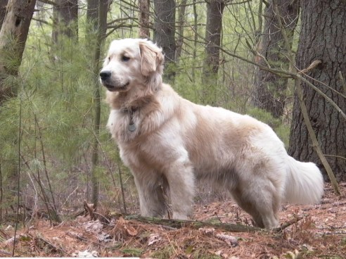 A golden retriever named Tucker (aka Shala's dream dog). (Photo: Edward from Boston, MA)