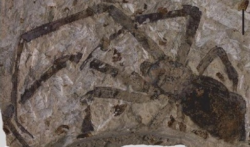 165 million year old fossil of the Nephila jurassica, an orb weaver spider that lived during the Jurassic. (Photo from Selden et al., 2011.)