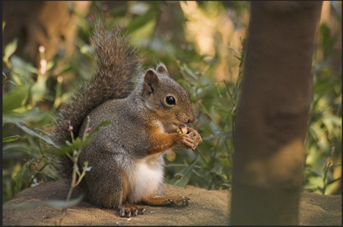 "What you looking at, Five-Year-Old?" (Photo: Axcd via Wikipedia)