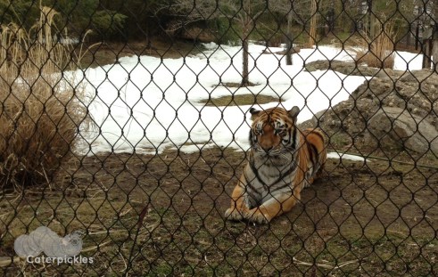 Ah, there you are. How nice of you to join us. (Photo: Shala Howell)