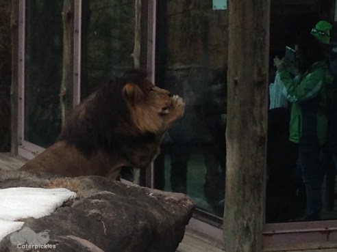 "Meet me at Camera Three. I want a closer look at the kid who baas like a sheep at lions." (Photo: Shala Howell)