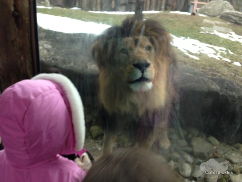 The Five-Year-Old and Christopher Lion have a conversation. (Photo: Shala Howell)
