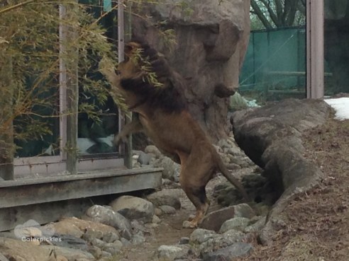 "Hey you, there in the back. C'mon on up a bit closer, will you?" (Photo: Shala Howell)