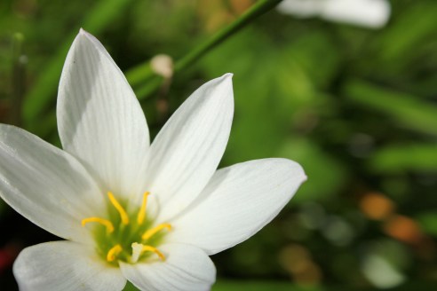 White Flower (Photo: Maliz Ong)