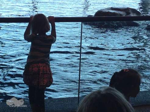 The Six-Year-Old watches the dolphins play at the Shedd Aquarium. (Photo: Shala Howell)