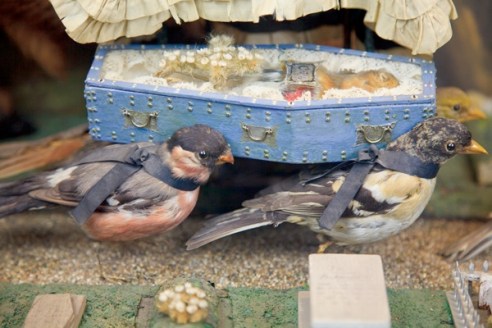 Closeup of the pall bearers in the Death & Burial of Cock Robin. (Photo via Walter Potter Taxidermy)