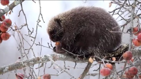 (Photo/Video by tseaver341 via YouTube)