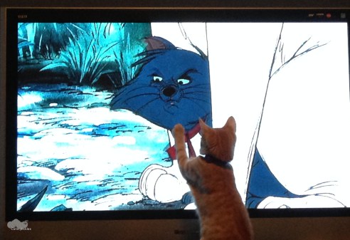 There, there. Canelo comforts the small sad one. Who says cats don't have empathy? (Photo: Shala Howell)