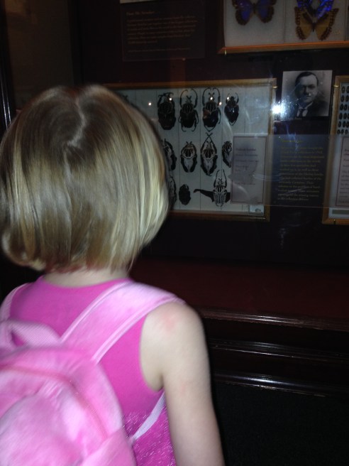 Some of the beetles in the Field Museum's collection. Small child provided for scale. (Photo: Shala Howell)
