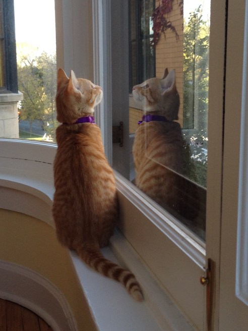 Canelo discovered our sunroom at 9:30 a.m. yesterday morning. He didn't leave it until well after 5 o'clock last night. (Photo: Shala Howell)