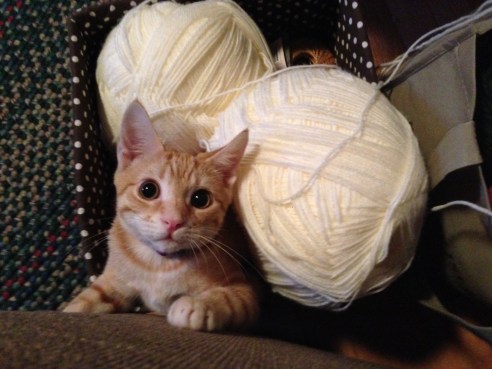 (Photo: Shala Howell)