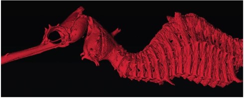 3D model of the ruby seadragon courtesy of the Scripps Institution of Oceanography, UC San Diego.