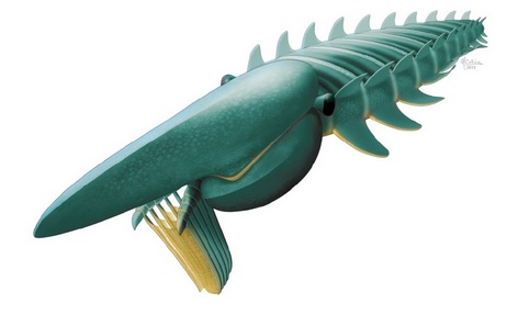 Artist's rendering of the 2 meter-long filter-feeder Aegirocassis benmoulae. This giant sea creature lived in Morocco about 480 million years ago during the Early Ordovician. (Artist rendering: Marianne Collins)