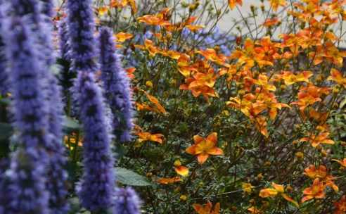 (Photo: Shala Howell)