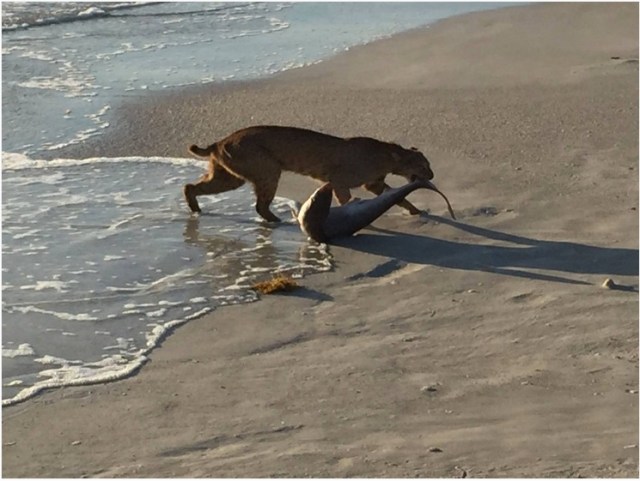A hungry bobcat catches a small shark near Vero Beach, Florida. (Photo: John Bailey)