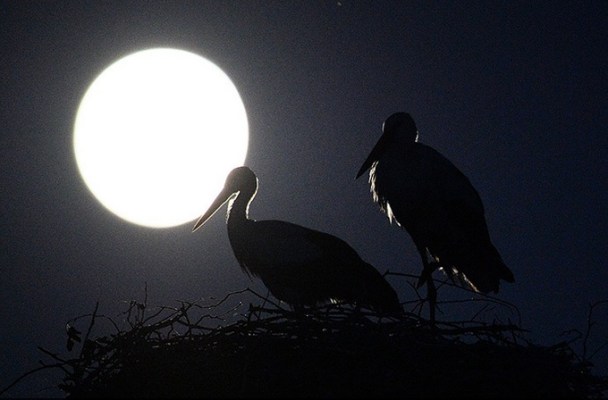 Two waterbirds at night in front of an enormous full moon