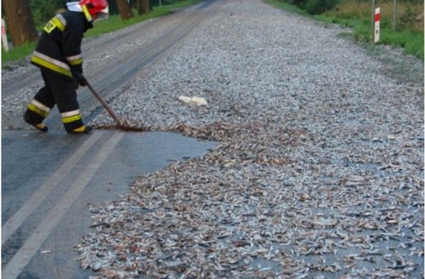 worker using a broom to push fish to the side of the road