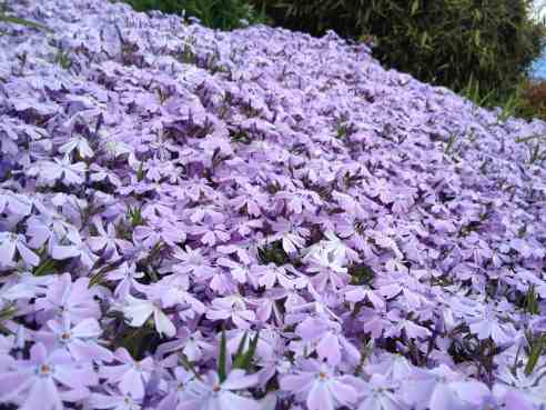 (Photo: Michael Howell)