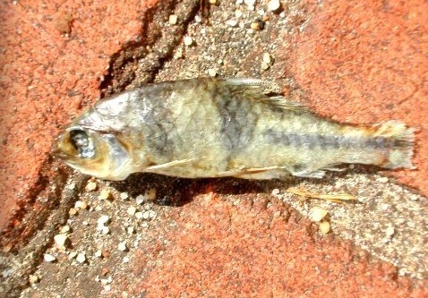 Blind silver fish lying on orange brick pavement