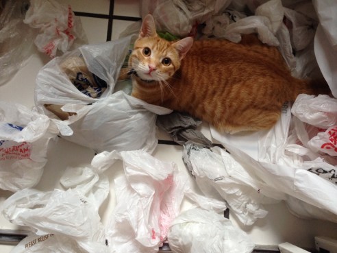 (Photo: Shala Howell)