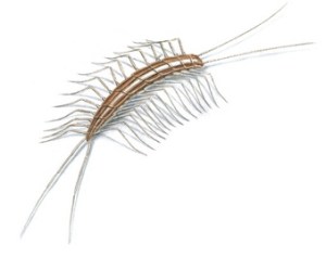 Centipede via the Orkin website