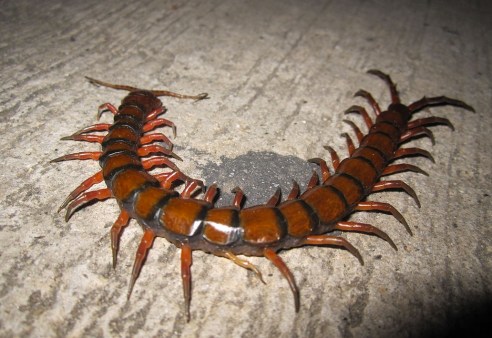 Scolopendra gigantea, aka the giant centipede who eats bats. Man, I want to run just looking at this picture. (Photo by Katka Nemčoková via Wikipedia)