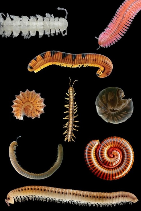 An assortment of millipedes. Thankfully, not to scale. (Photo by Animalparty via Wikipedia)