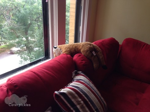 Tigery at the window