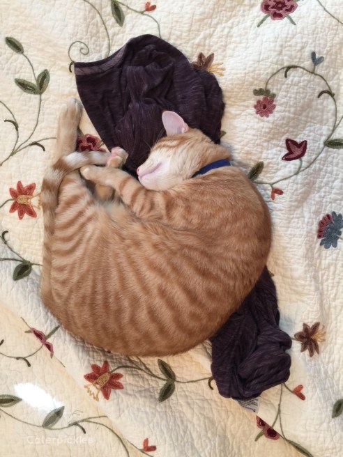 (Photo: Michael Howell)