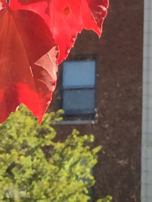 (Photo: Michael Howell)