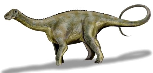 Nigersaurus taqueti, a sauropod from the Middle Cretaceous period. Art by Nobu Tamura, based on a description by Sereno et al., 2007.