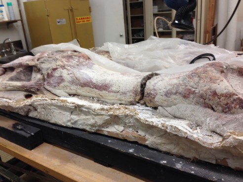 SuperCroc. This guy's head is so big (and the lab so crowded with bones), I could not back up far enough to get the whole thing on my iPhone. (Photo: Shala Howell) 