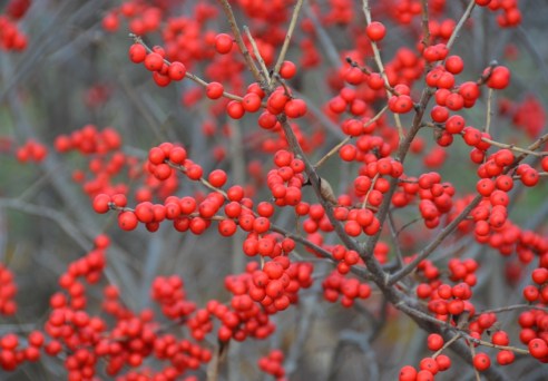 Photo: Michael Howell