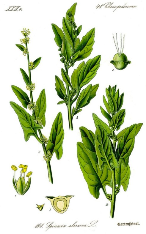 Otto Wilhelm Thom&eacute - Prof. Dr. Otto Wilhelm Thomé Flora von Deutschland, Österreich und der Schweiz 1885, Gera, Germany www.biolib.de (Public domain)