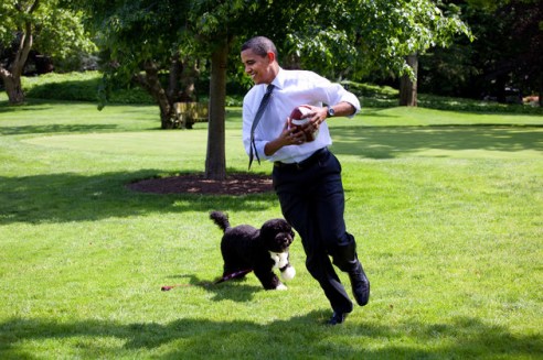 Barack Obama on the lawn playing football with Bo.